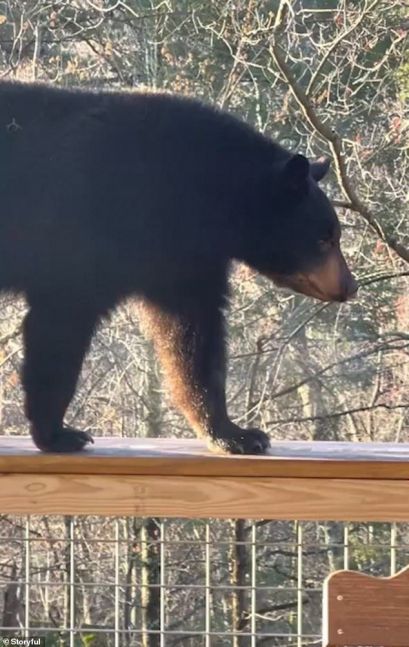 Increíble Un oso se mete en el jacuzzi de una casa La Tecla