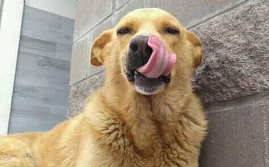 Marchan en el Congreso por Rubio, el perro que murió tras ser arrastrado en Mar del Tuyú