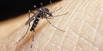 Sarampión y dengue: los fantasmas silenciados