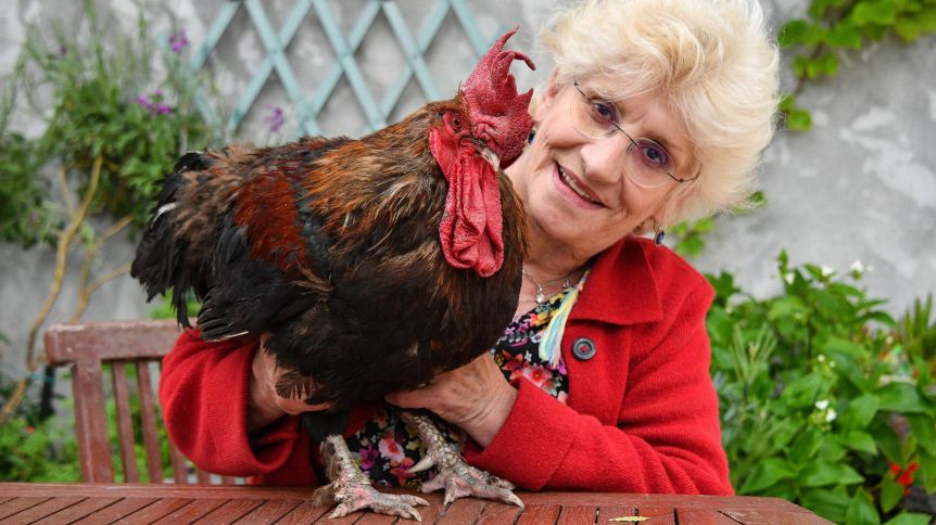 Murió Maurice, el gallo que tuvo una disputa judicial que dio vuelta al mundo