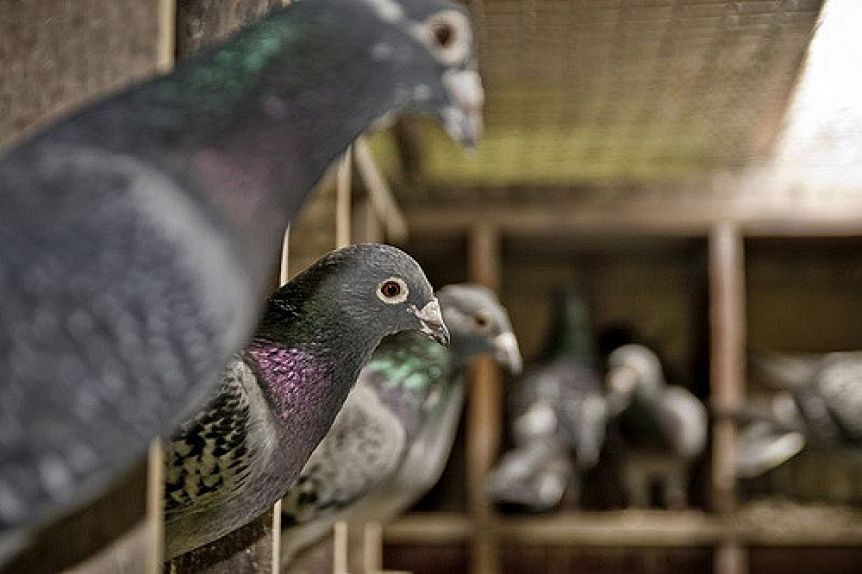 Kicillof dio el ok y las palomas vuelven a volar en la Provincia