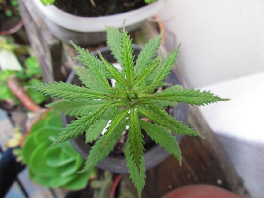 Es legal el autocultivo de cannabis con fines medicinales