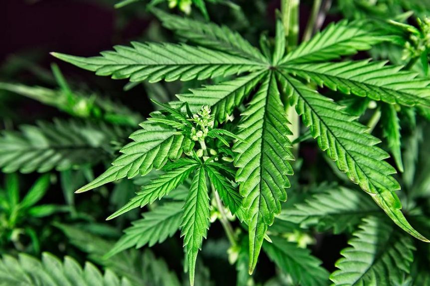 Kicillof presentó un proyecto de ley para autorizar el autocultivo de cannabis en territorio bonaerense