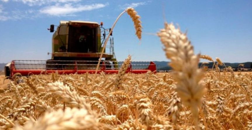 El precio del trigo sube, el oficialismo pide intervención y la oposición sale al cruce