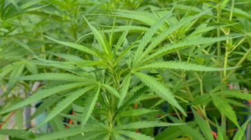 Kicillof sueña con el bronce a través del Proyecto Cannabis
