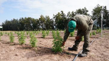 Kicillof sueña con el bronce a través del Proyecto Cannabis