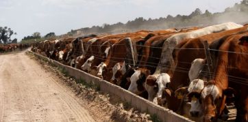 Desde la Cuarta rechazan enérgicamente la suspensión de la exportación de carne