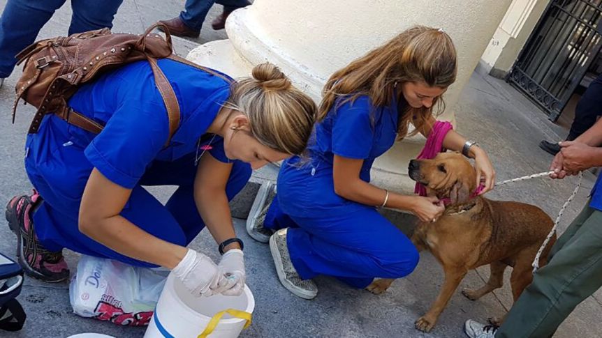 Primera muerte a causa de rabia en 39 años en Buenos Aires