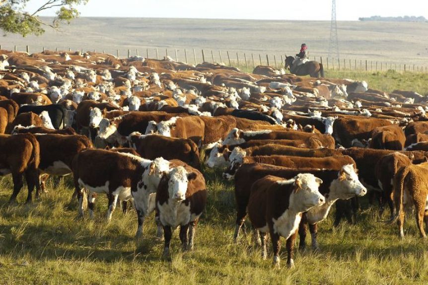 ¿Buenas? nuevas para el campo: el Gobierno anuncia un Plan Ganadero y un nuevo esquema de exportación