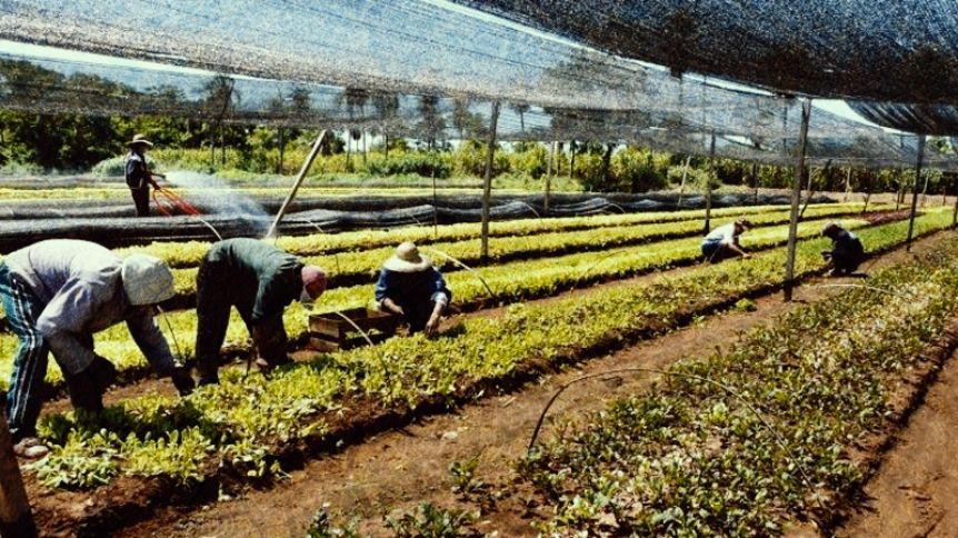 Es oficial: trabajadores del campo podrán conservar planes sociales