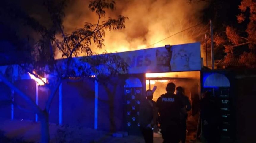 40 gatos murieron en un trágico incendio en Quilmes