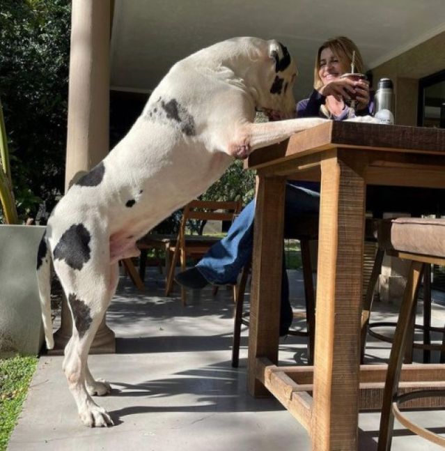 El curioso nombre del perro de una intendenta, inspirado en una conocida serie