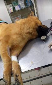 Viral: lo rescataron del mar y esperan que un milagro lo salve