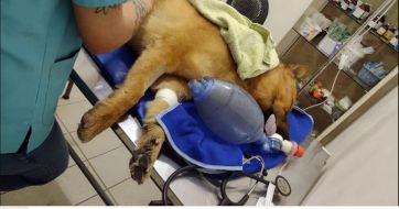 Viral: lo rescataron del mar y esperan que un milagro lo salve