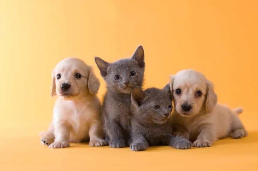 Aprueban ordenanza para castrar perros y gatos de forma gratuita