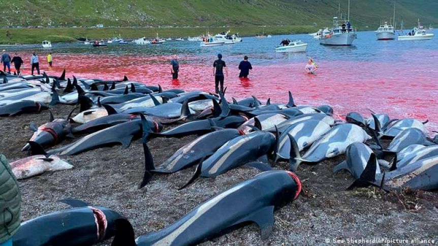 Islas Feroe: tras los repudios afirman que revisarán la matanza de delfines