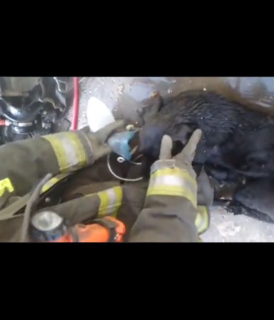 Viral: Un bombero le hizo RCP a un perro en medio de un incendio y lo salvó