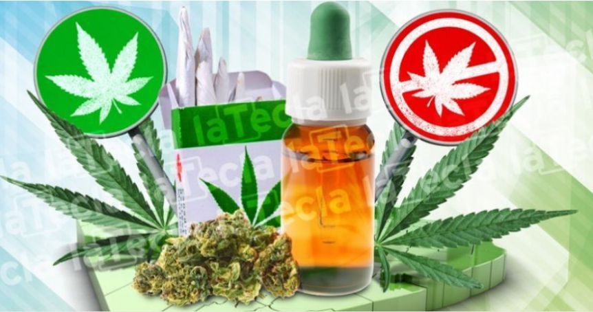 Cannabis: mientras Nación avanza, el debate sigue verde en la Provincia