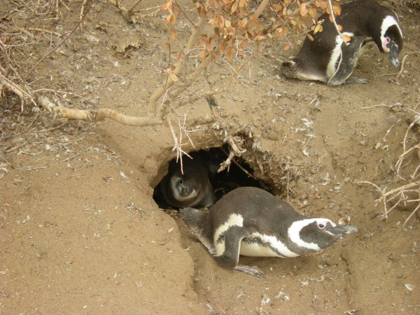 Denuncian al dueño de un campo por electrificar y aplastar cientos de nidos de pingüinos