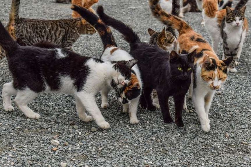 Horror en Francia: encuentran 100 gatos muertos en un departamento