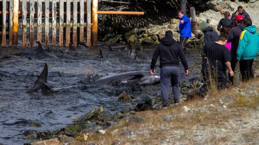 Ushuaia: el momento en el que un grupo de delfines quedó varado en la costa