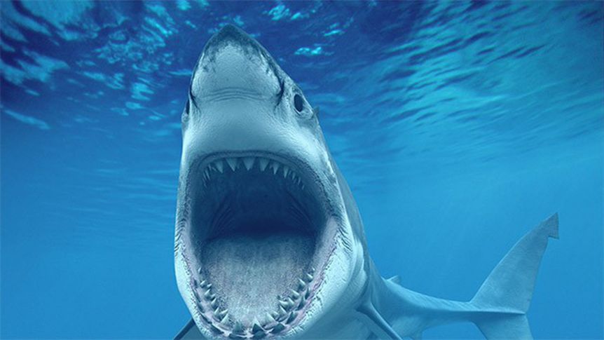 Australia: Un nadador murió devorado por un tiburón blanco