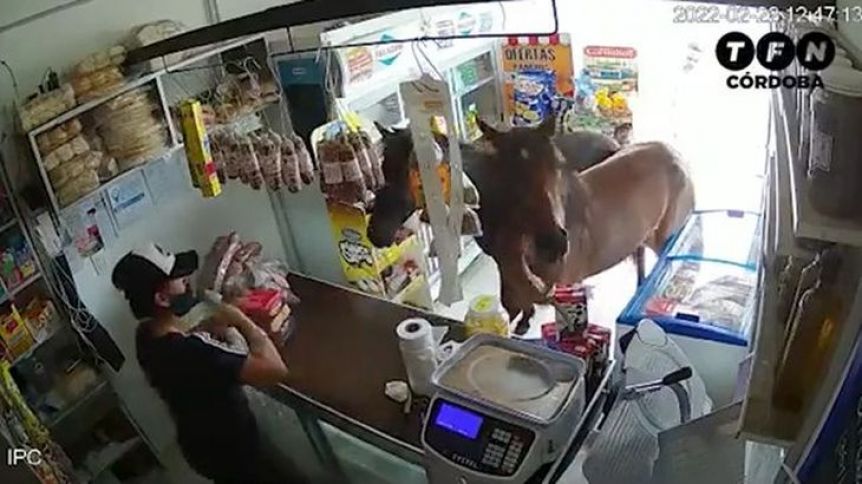 Insólito: dos caballos ingresaron a un almacén y se comieron la mercadería