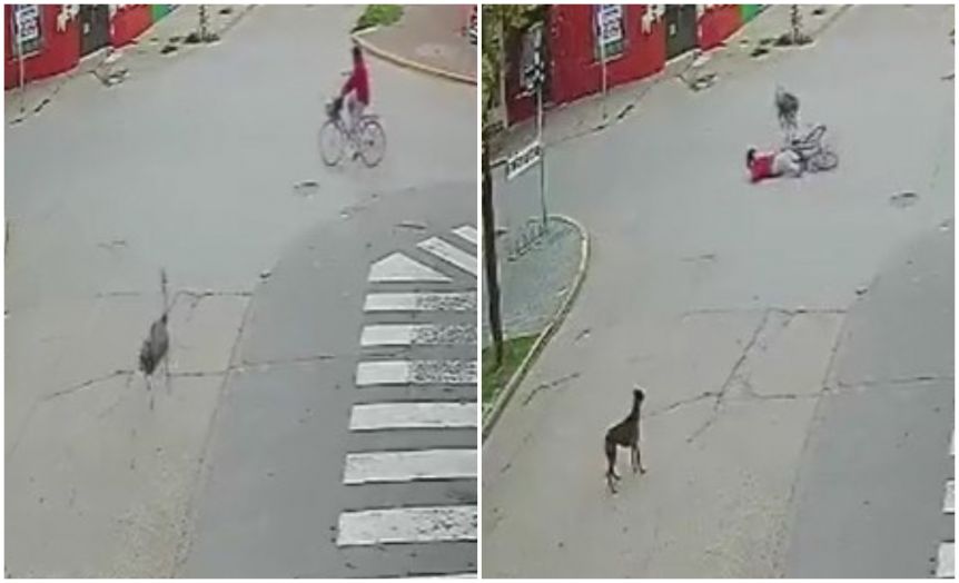 Insólito: iba andando en bicicleta y la chocó un ñandú