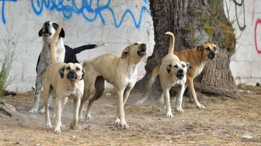 San Juan: un hombre murió atacado por una jauría de perros en su trabajo