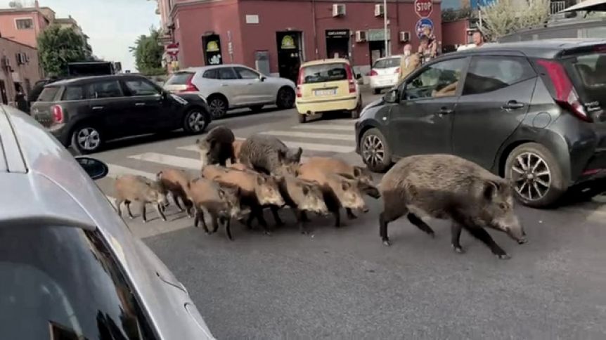 Roma: imponen toque de queda por la presencia de jabalíes en las calles