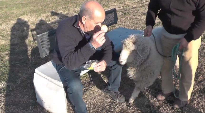 El particular paseo de un intendente en su pueblo: encuentro y merienda con una oveja