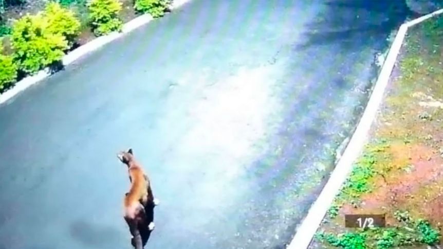 Terror en San Juan: un puma entró a una casa, mató a un caniche y no lo pueden encontrar