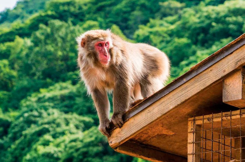 Alerta en Japón: más de 40 personas fueron atacadas por monos salvajes