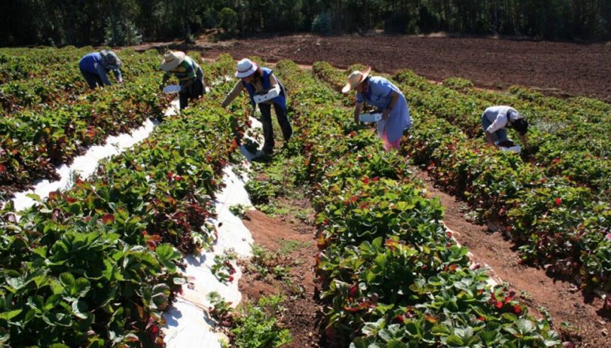 Luz verde a la Mesa Provincial de Agricultura Familiar: cuáles serán sus objetivos