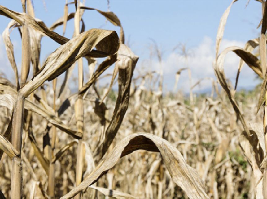 Un distrito del interior con beneficios de Emergencia Agropecuaria