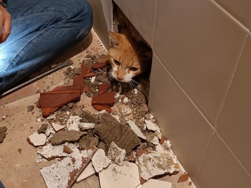 Insólito: los albañiles le arreglaron el baño, pero se olvidaron a su gato adentro de la pared