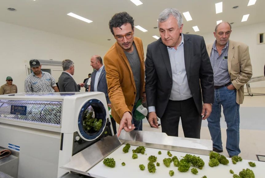 Cannabis medicinal: se habilitó la primera planta industrial de producción y procesamiento