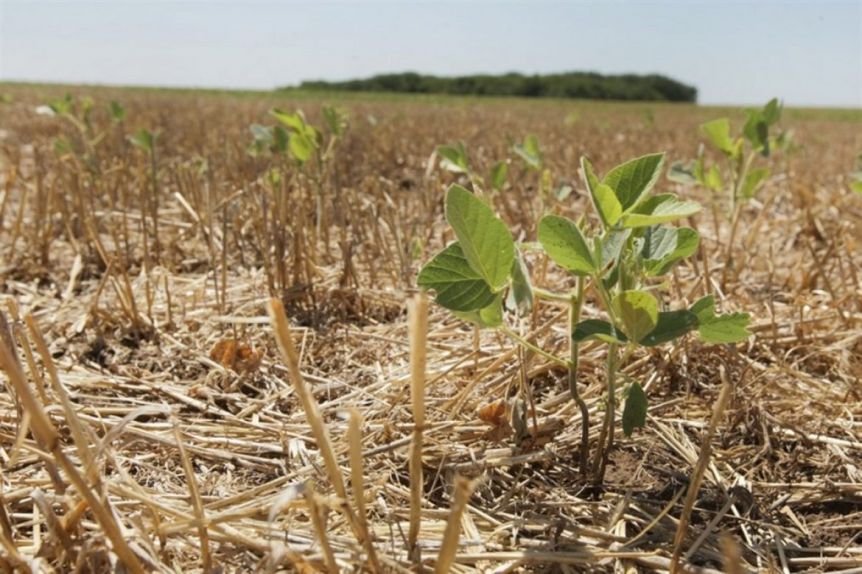 La sequía no da respiro: ya se perdió el 10% del trigo sembrado en la región núcleo