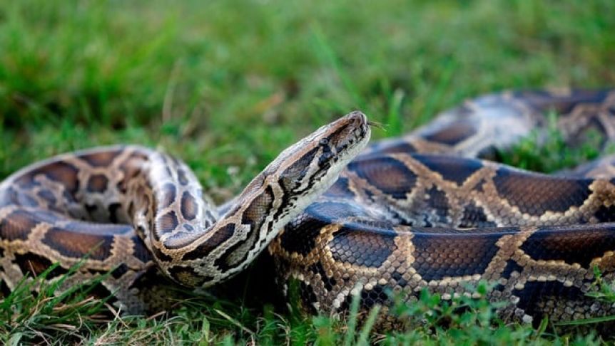 Horror en Indonesia: una mujer fue a caminar por un bosque y terminó devorada por una pitón