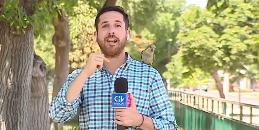 Insólito: un loro le robó un auricular a un periodista chileno en pleno móvil