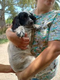 La Municipalidad de Escobar colaboró con el rescate de 50 perros que estaban cautivos