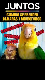 La interna en la oposición
