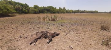 El campo espera el llamado del Gobierno para definir medidas en medio de una sequía histórica