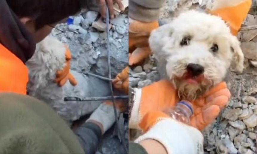 El increíble rescate a un perro de entre los escombros ocasionados por los terremotos