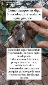 Paula Chaves abrió la convocatoria para adoptar a Matilda, la perra galgo que transitó