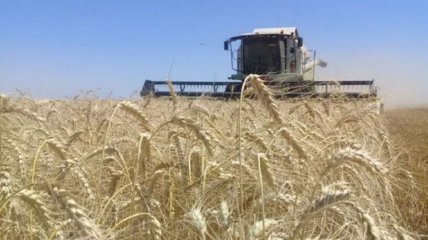 Sequía histórica: la superficie destinada a trigo es la más baja en ocho años