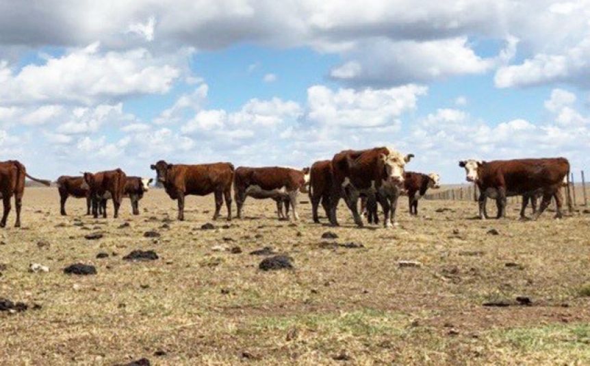 Kicillof decretó la Emergencia Agropecuaria en cinco municipios bonaerenses