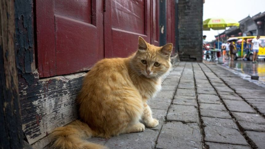Rescataron a más de mil gatos que iban a ser vendidos como carne de cordero y cerdo