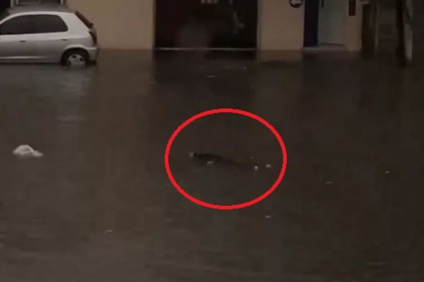 Insólito: en el medio de la tormenta un cuerpo apareció flotando