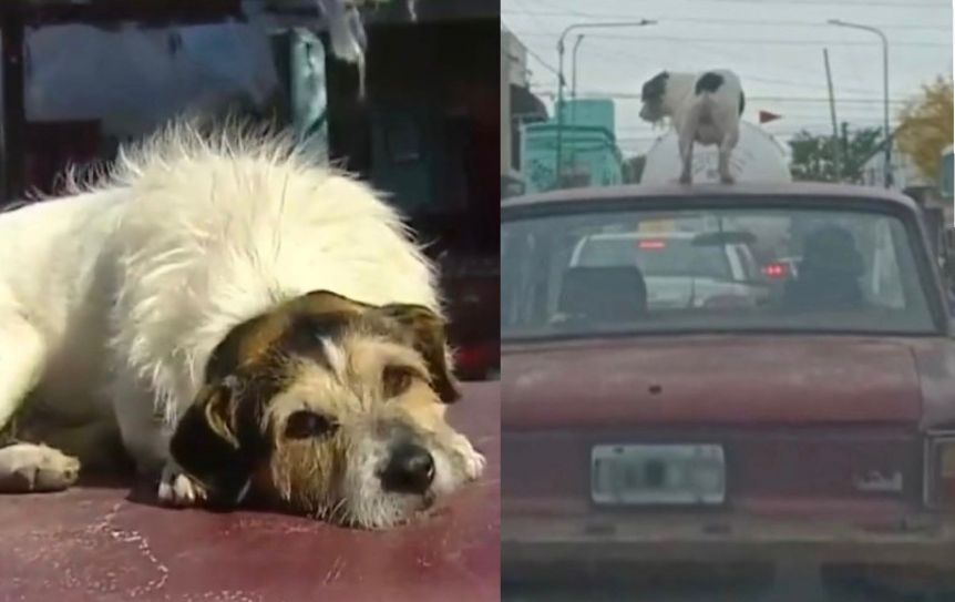 La historia de Paco, el perro que viaja arriba del Falcon de su dueño por las calles de Ensenada